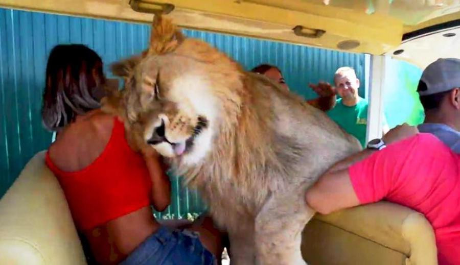 Un león se sube a un safari lleno de turistas .Mirá el video