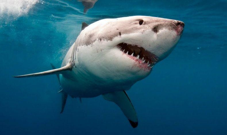 Tiburón mata a surfista en playa de Estados Unidos