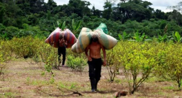 Colombia: los cultivos de coca crecieron un 17%