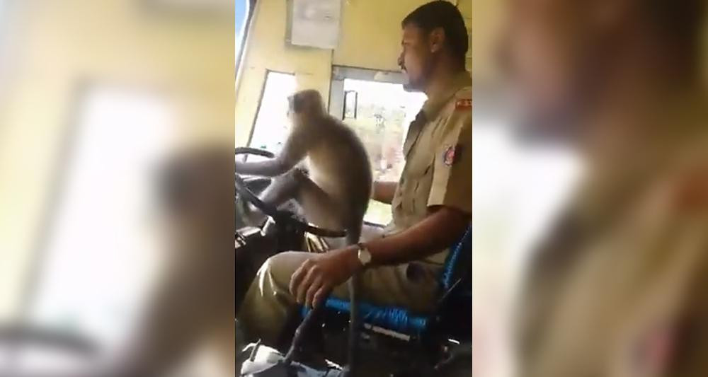 Chofer con mono al volante