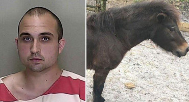 Detuvieron a un hombre en Florida por haber tenido sexo con un pony