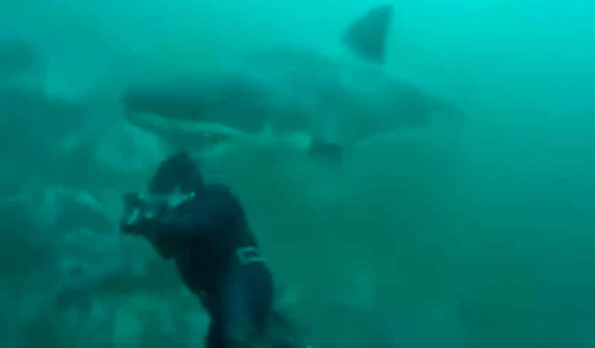 Un tiburón muerde en la cabeza a un buceador