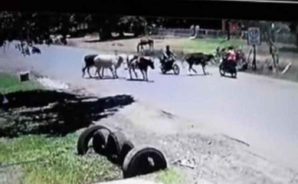 YouTube viral: patada de una vaca a una motociclista es furor en redes