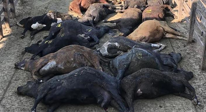 Muerte animales por ola de calor - Mercado de Liniers
