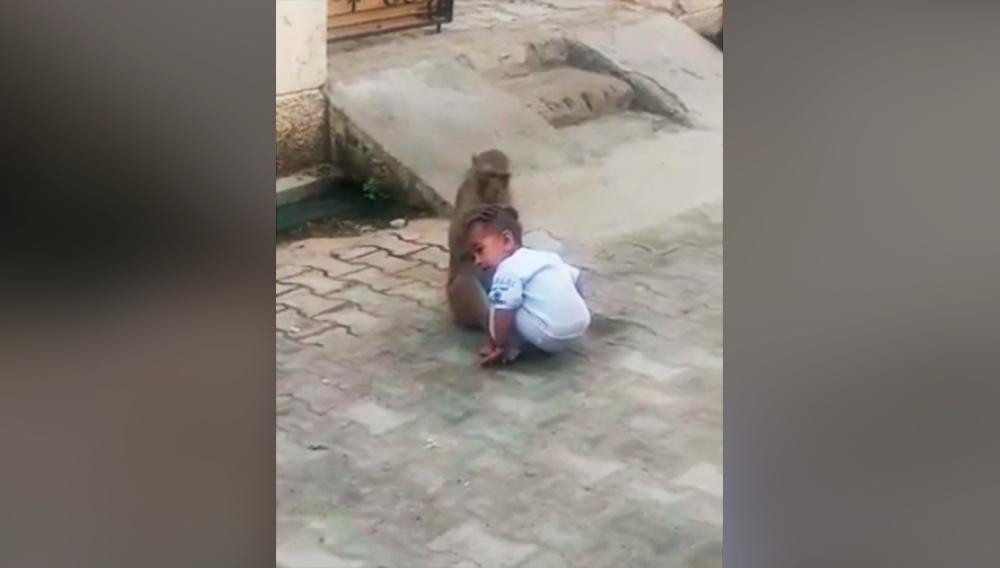 Video viral de monito que no quiere dejar a bebé que se acercó a jugar