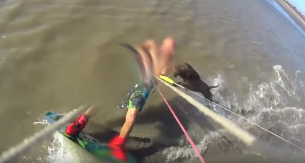 Drama en la Costa: feroz ataque de un pitbull a un hombre que practicaba kitesurf