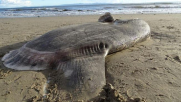 Misterio en playas de California: encuentran gigante pez nunca antes visto en la zona