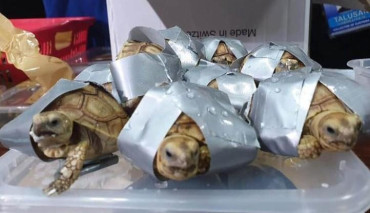 Sorpresivo hallazgo en valijas: llevaban más de 1.500 tortugas vivas atadas con cinta