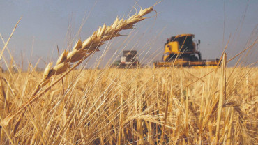 Aseguran que la siembra nacional de trigo cayó 400.000 hectáreas
