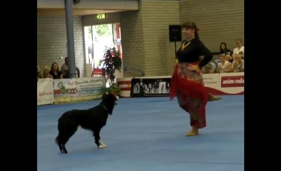 Video viral: Perro que baila en coreografía