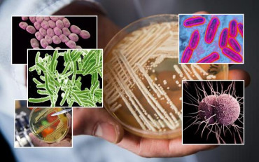 Una por una: ¿cuáles son las superbacterias más resistentes?