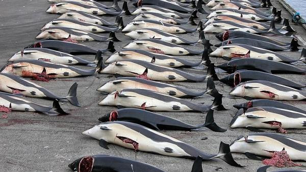 Masacraron a 250 ballenas y delfines en las Islas Feroe