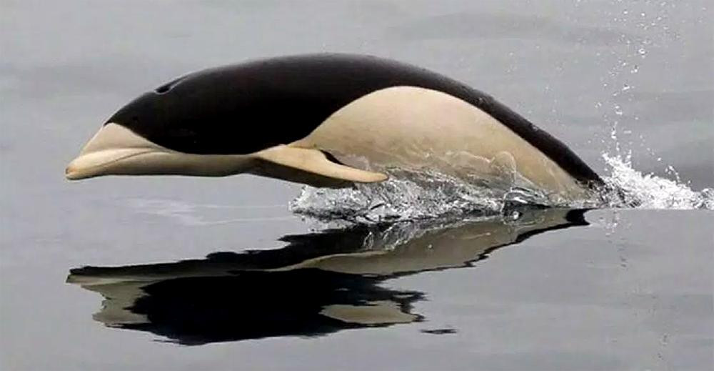 Primeras imágenes del delfín liso visto en costas de Chile