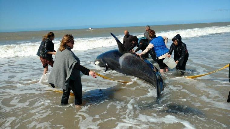 Orcas varadas en Mar Chiquita