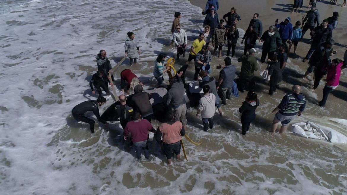 Rescate de orca varada en Mar Chiquita