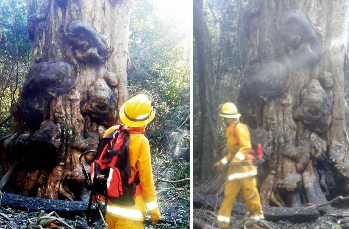Incendio de la grapia milenaria, árbol más antiguo de Misiones, Fotos El Territorio
