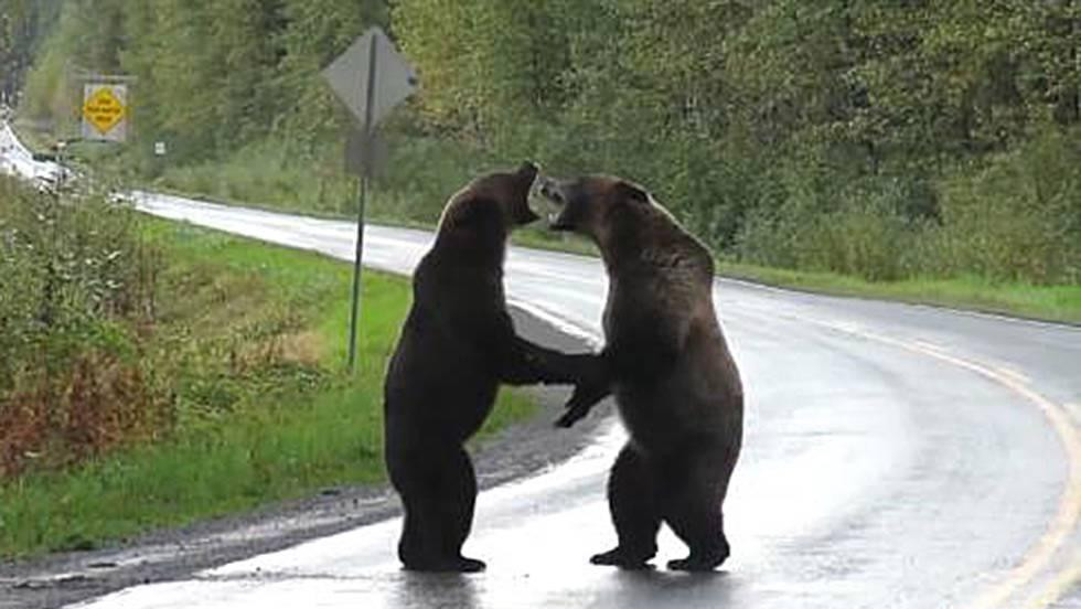 Video viral, pelea entre osos