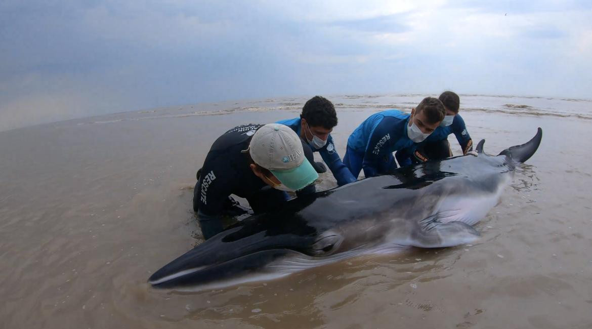 Regresan al mar de una ballena Minke varada en Punta Rasa