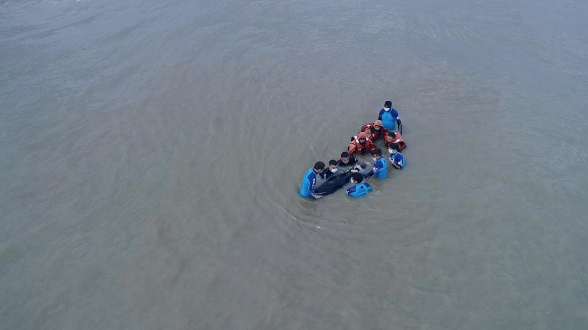 Regreso al mar de una ballena Minke varada en Punta Rasa