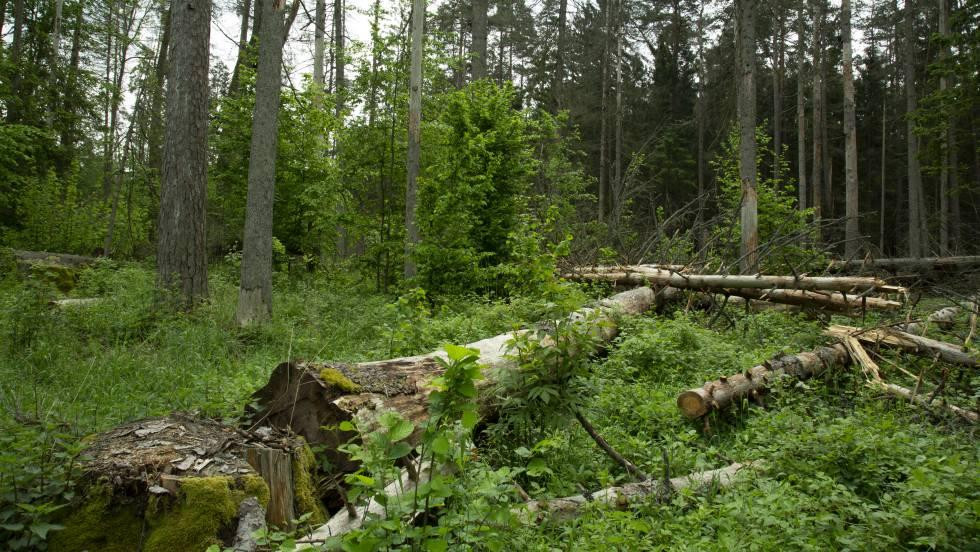 Bosque Białowieża
