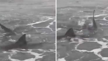 Sorpresa y temor entre turistas en Monte Hermoso por aparición de tiburones 