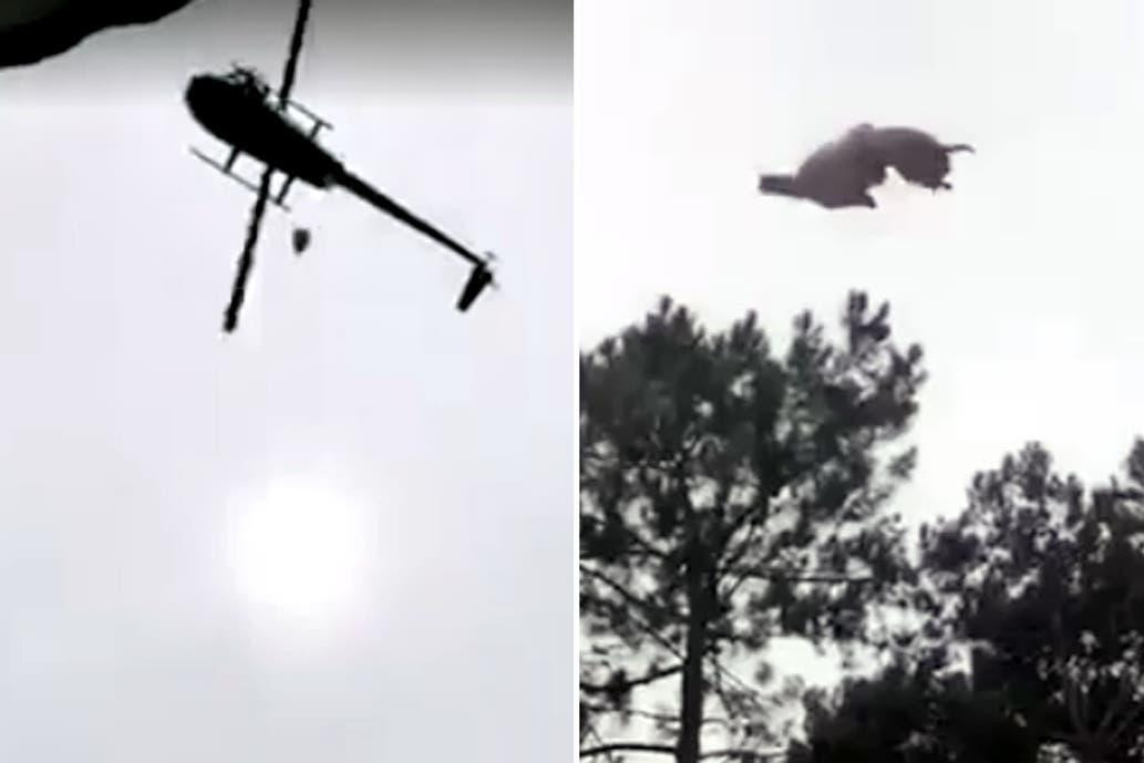 Animal arrojado desde helicóptero en Punta del Este