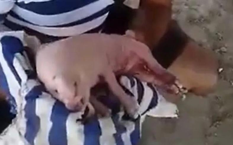 Cerdo con ojos humanos en Venezuela