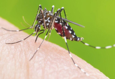 26 de agosto: ¿Para qué se conmemora el Día Internacional del Dengue?