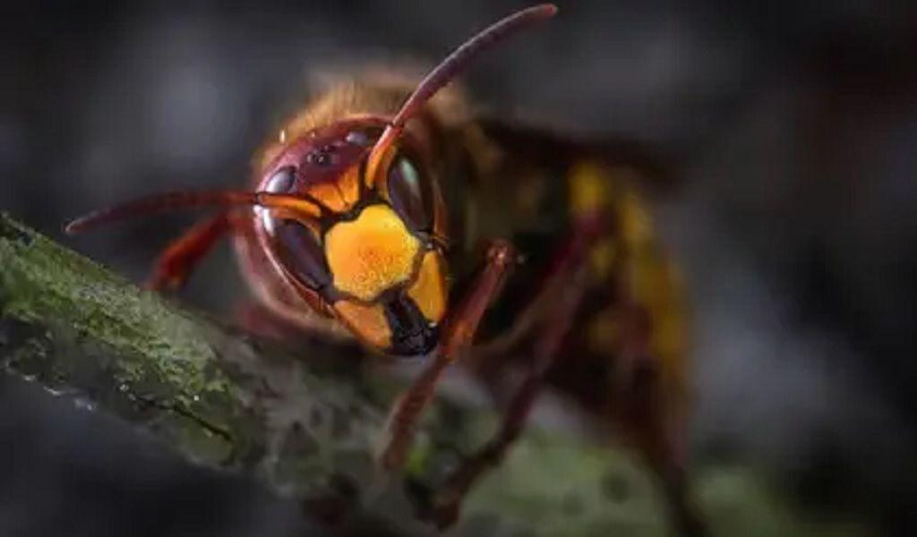 Alerta en EEUU por la llegada al país de un insecto letal