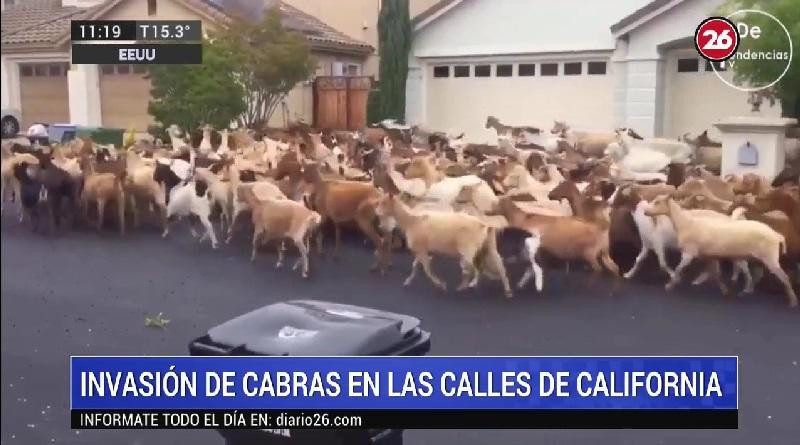 Invasión de cabras en California