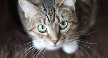 Una gata se reencontró con su familia luego de estar 7 años perdida