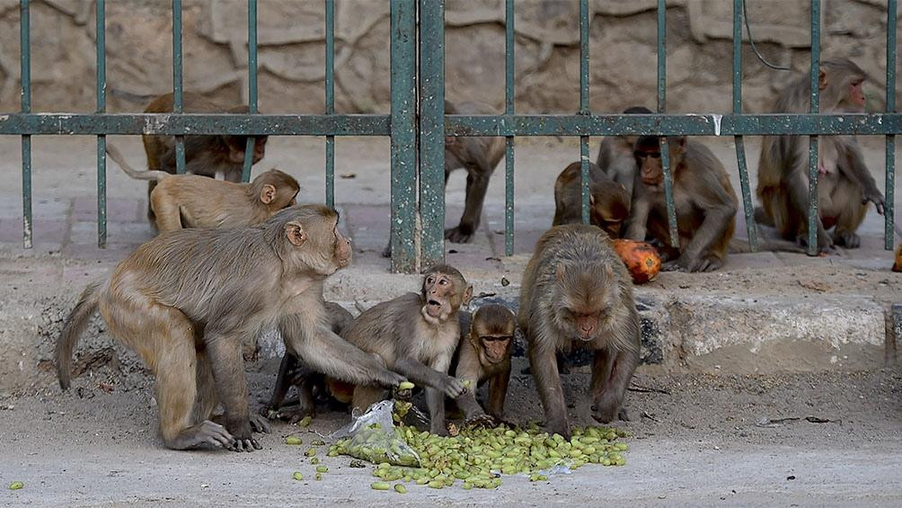 Monos en la India