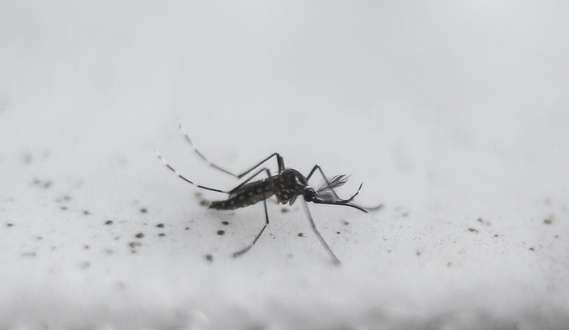 Dengue, casos en el país, Argentina