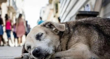 ¿Por qué se festeja el Día Mundial del Perro Callejero?