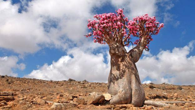 Islas de Socotra, Foto Getty Images