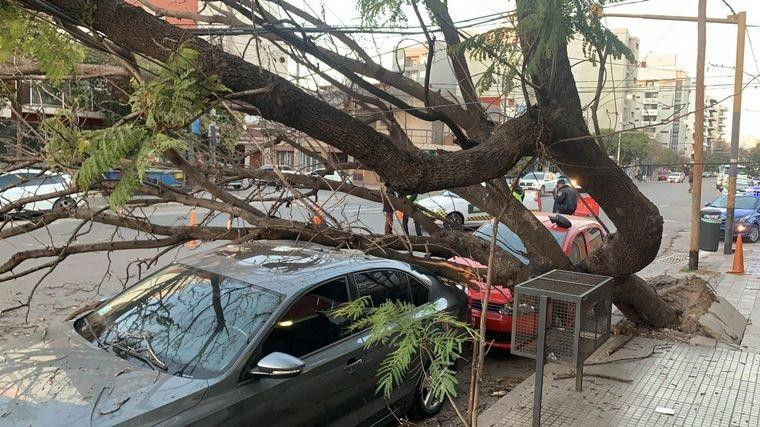 Cayó un añoso árbol y dañó dos autos en Córdoba, Fotos Cadena 3