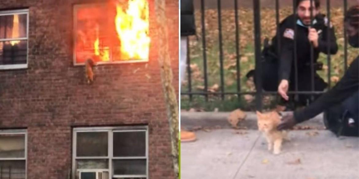 Un gato salva su vida en el último momento saltando desde su hogar en llamas