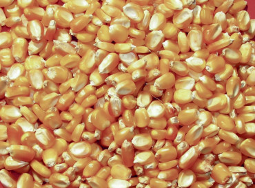 El Gobierno cerró exportaciones de maíz para priorizar al mercado interno