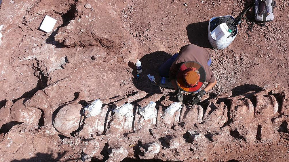 Restos fósiles de un dinosaurio en Neuquén