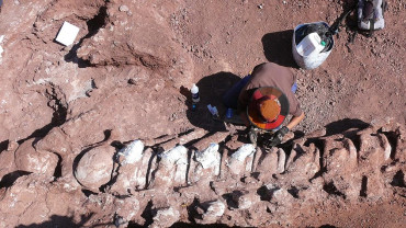 Encontraron en Neuquén restos fósiles de un dinosaurio que podría ser el más grande de la historia