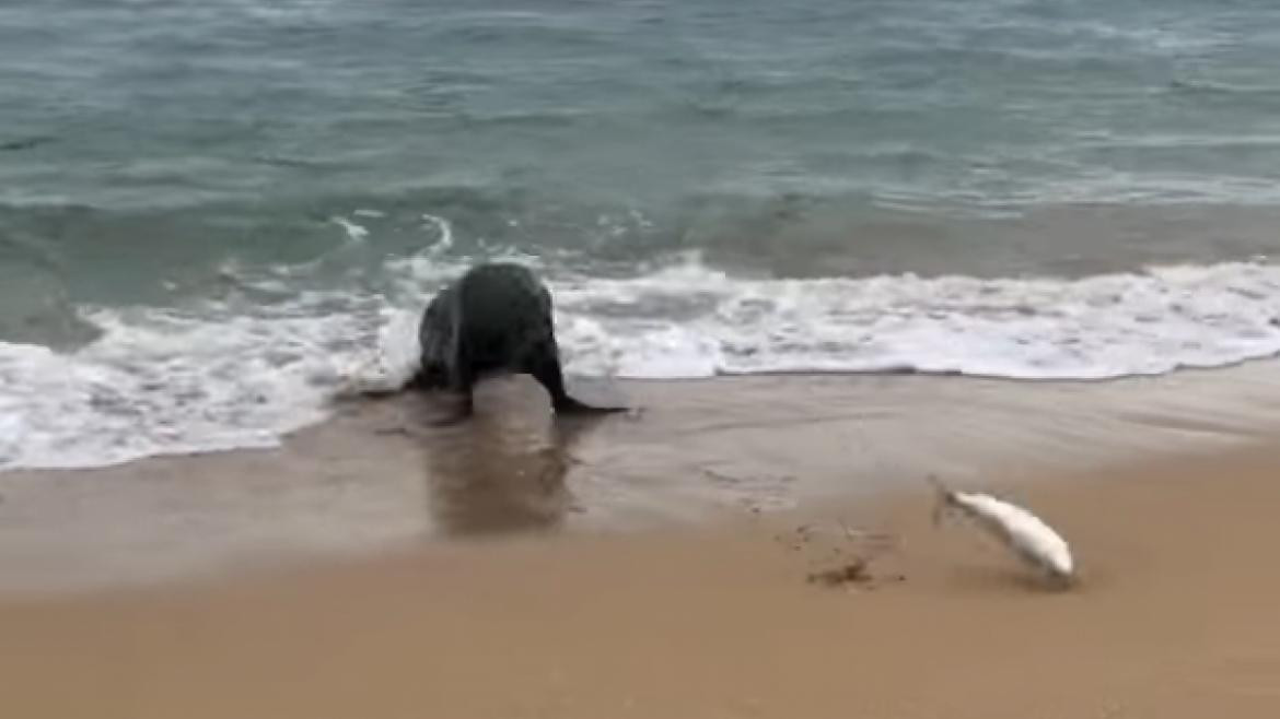 Video: Un pez escapa de una foca dando saltos por la playa