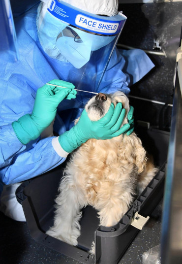 Corea del Sur testea a perros y gatos con síntomas de coronavirus