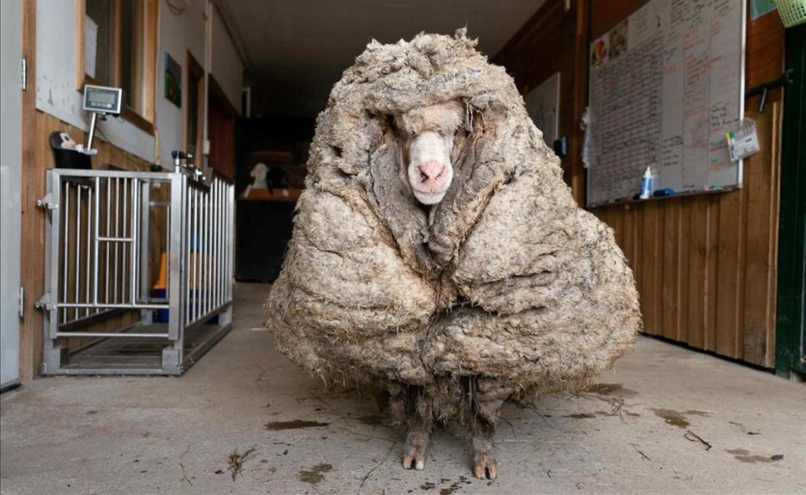 Oveja con 35 kilos de lana