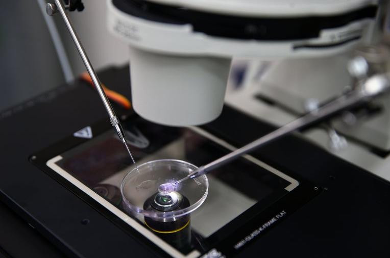 Implantación de embriones, ciencia