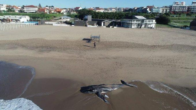 Apareció una ballena muerta en Mar del Plata