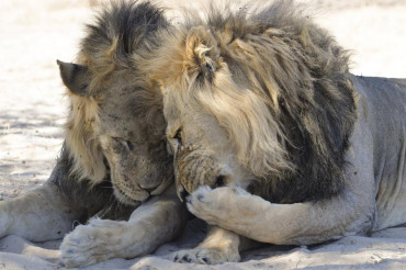 Ocho leones de un zoológico dieron positivo de coronavirus