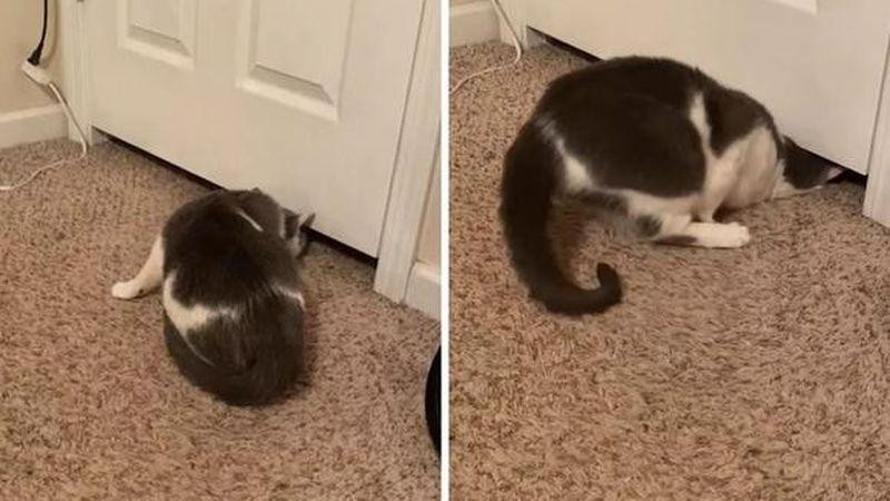 Gato pasa por debajo de la puerta, Tik Tok