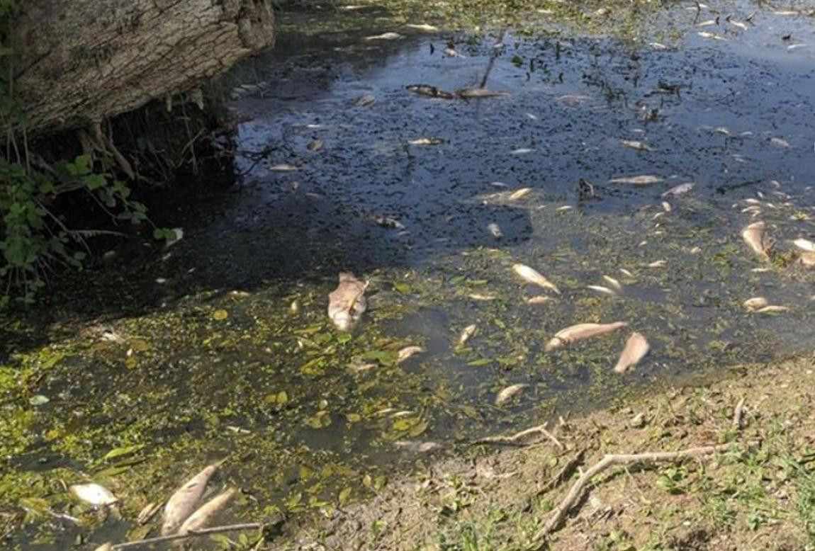 Río contaminado por Nestlé. Foto: Instagram @savethereef.