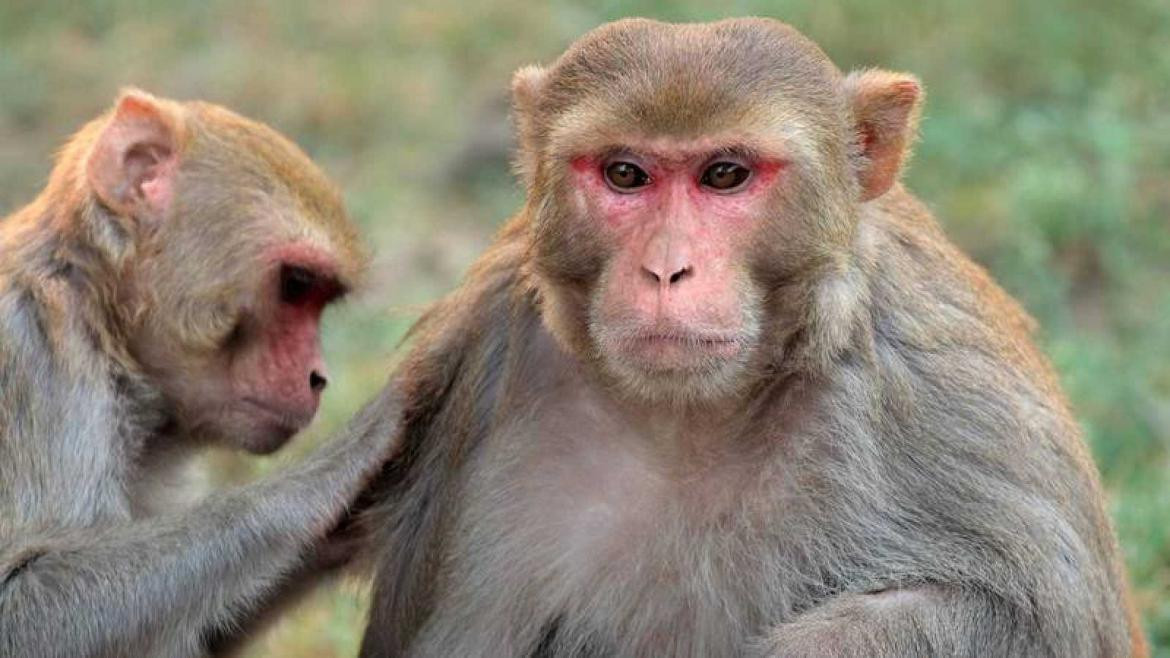 El macaco rhesus, una especie muy conocida de monos. Esta es la principal transmisora del Virus B