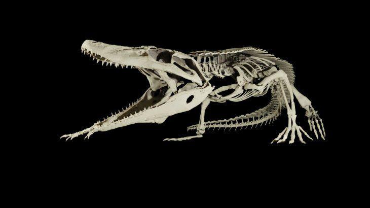 Restos óseos de cocodrilo de más de 148 millones de años en la Cordillera